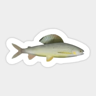 Baikal White Grayling Sticker